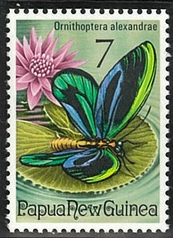 アレクサンドラトリバネアゲハ(1975年パプアニューギニア).jpg